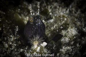Blenny magic on a shore dive! by Chase Darnell 